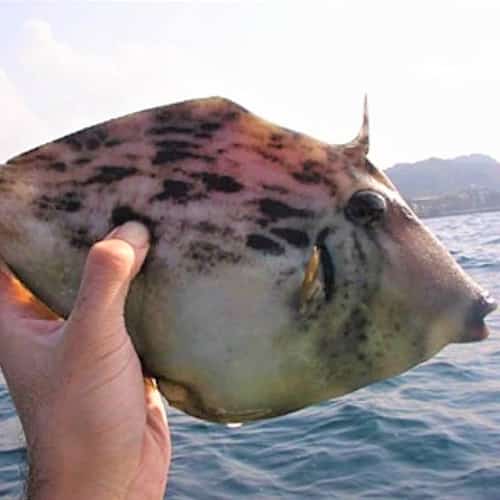 太郎八丸での釣りイメージ